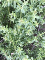 Galium porrigens