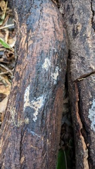 Chromelosporium