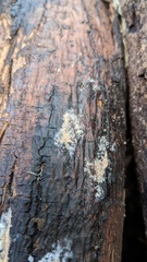 Chromelosporium
