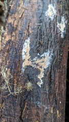 Chromelosporium