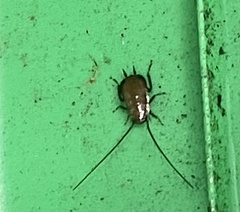 Blattoidae