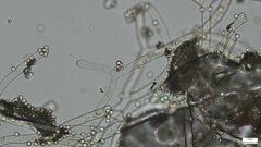 Chromelosporium