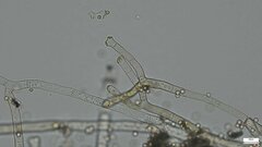 Chromelosporium