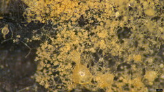 Chromelosporium