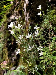 Cerastium morrisonense