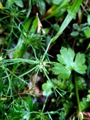Chaerophyllum involucratum