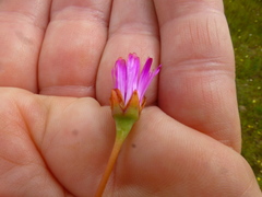 Lampranthus filicaulis