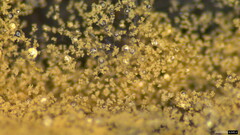 Chromelosporium