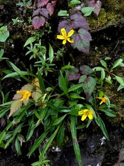 Ixeridium transnokoense