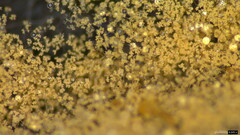 Chromelosporium