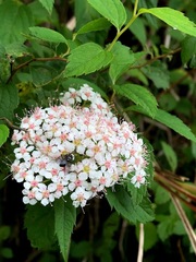 Spiraea formosana