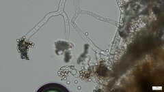 Chromelosporium