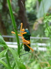 Paryphes