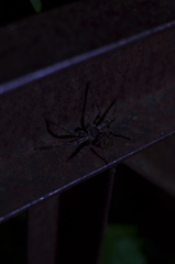 Polybetes pythagoricus