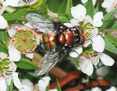 Amenia chrysame