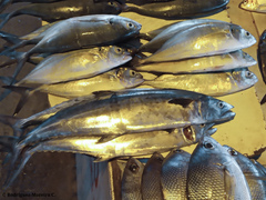 Scomberomorus sierra