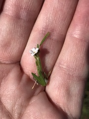 Plagiobothrys nothofulvus