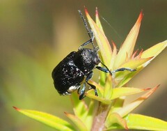 Aporocera scabrosa