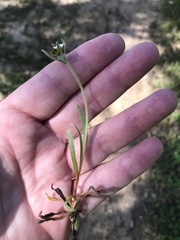 Plagiobothrys nothofulvus