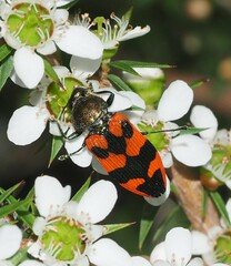 Castiarina delectabilis