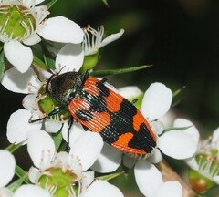 Castiarina delectabilis