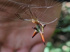 Micrathena militaris