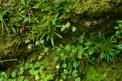 Erigeron morrisonensis fukuyamae