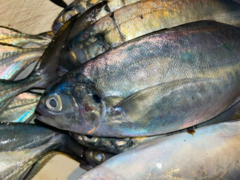 Caranx caballus