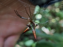 Micrathena militaris