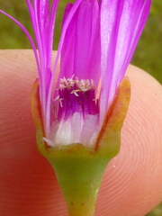 Lampranthus filicaulis