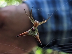 Micrathena militaris