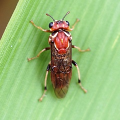 Pergidae