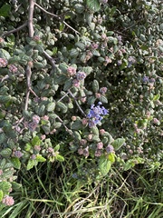 Ceanothus impressus