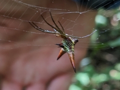 Micrathena militaris