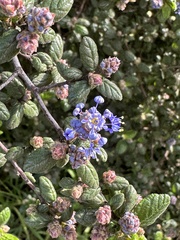 Ceanothus impressus