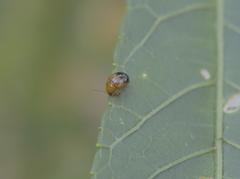 Nisotra bicolorata