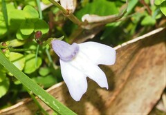 Mazus pumilio
