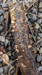 Hohenbuehelia