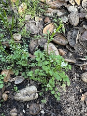 Cardamine oligosperma