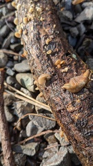 Hohenbuehelia