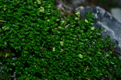 Galium tarokoense