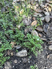 Cardamine oligosperma