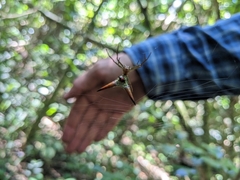 Micrathena militaris