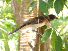 Psilorhinus morio
