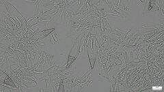 Hohenbuehelia