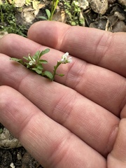 Cardamine oligosperma
