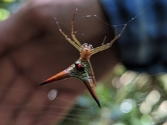 Micrathena militaris