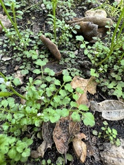 Cardamine oligosperma