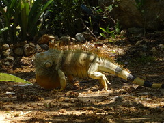 Iguana iguana