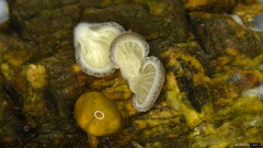 Hohenbuehelia